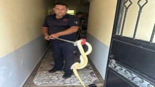 Gönende eve giren yılan paniğe neden oldu