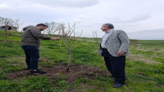 Hamurda Çiftçilere budama ve aşılama eğitimi verildi
