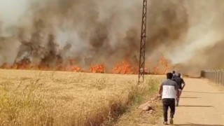 Harran Ovasında 40 dönüm ekili arazi yandı