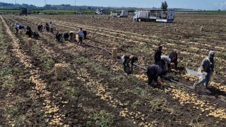 Hasadı süren patateste fiyat 7 liraya kadar geriledi