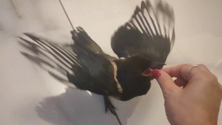 Hayatını kurtardığı yavru saksağan evladına dönüştü: Birlikte tatile gidiyorlar