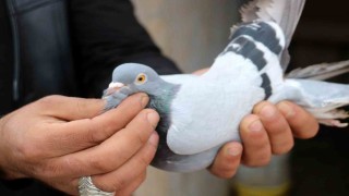 Her gün kümeslerinin başına gelerek kuşlarıyla yakından ilgileniyorlar