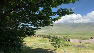 Iğdırda çorak arazi ağaçlarla yeşeriyor