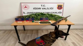 Iğdırda jandarmadan uyuşturucu operasyonu: 1 kişi tutuklandı