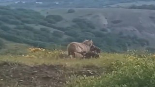İlçe merkezine kadar inen kurt, keçiyi kaptığı gibi götürdü
