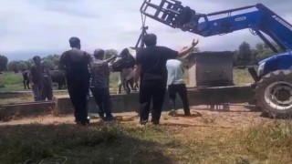 İnek oluğa sıkıştı, köylüler seferber oldu