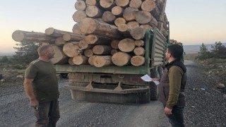 Kaçak ağaç kıyımına ağır ceza