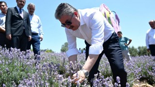 Kadirli’de Lavanta Festivali Düzenlendi: Vali Yılmaz Hasat Yaptı