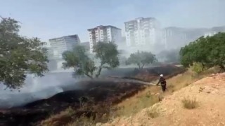 Kahramanmaraşta zeytinlik yangını