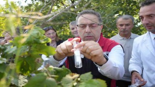 Kahverengi kokarcaya karşı 15 bin samuray arıcığı ve 300 sülün doğaya salındı
