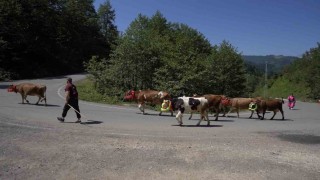 Karadenizden renkli yayla göçleri