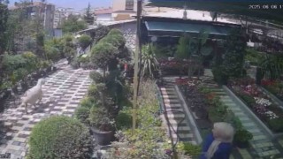 Karamanda firar eden kurbanlık koyun girdiği fidanlıkta yakalandı