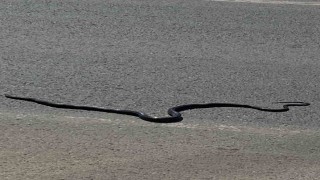 Karayılan yoğun trafiğin arasında telef oldu