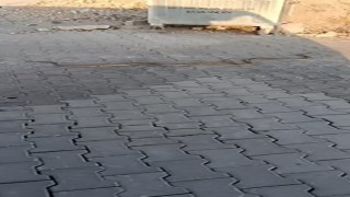 Karşıyaka Mezarlığında yılanlar gezerken görüntülendi