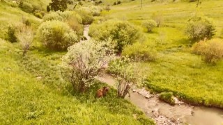 Karsta doğada dolaşan boz ayı havadan görüntülendi