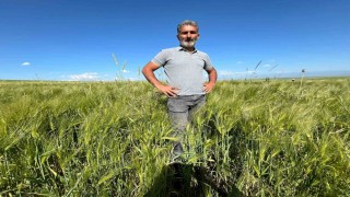 Karsta tarım arazilerinde yerli ve milli arpa bereketi