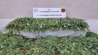 Kastamonuda 120 bin kök haşhaş ele geçirildi