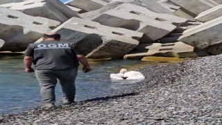 Kastamonuda sahilde yaralı halde bulunan pelikan, tedavi altına alındı