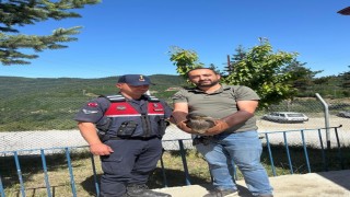 Kastamonuda yaralı halde bulunan karabatak ve karga yeniden doğaya salındı