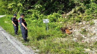 Kastamonuda yaralı halde bulunan karacalar tedavi altına alındı