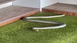 Kastamonuda yılan camiye girdi