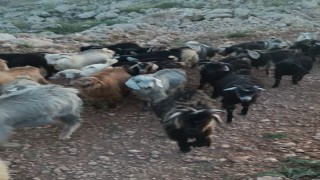 Kaybolan 38 küçükbaşın bulunması için yardım bekleniyor