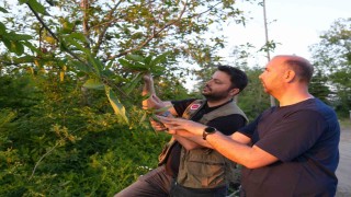 Kestane ağaçlarını kurutan gal arısıyla mücadele sürüyor: Kestane balında verimin artması bekleniyor
