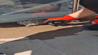 Kırıkkalede cam korkuluk ile zemin arasına sıkışan kaplumbağayı itfaiye kurtardı