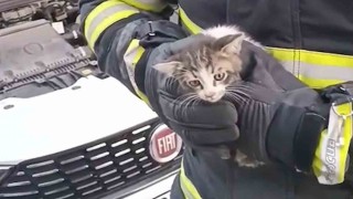 Kırıkkalede kedi kurtarma operasyonu