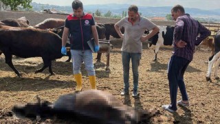Kırıkkalede yıldırım düşmesi sonucu 6 büyükbaş hayvan telef oldu