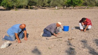 Kırkağaç Kavununda tohumlar toprakla buluştu