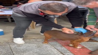 Kırklarelinde evcil hayvanlara kuduz aşılaması yapılıyor