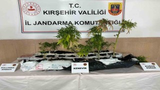 Kırşehirde uyuşturucu operasyonu: 40 kök kenevir ele geçirildi