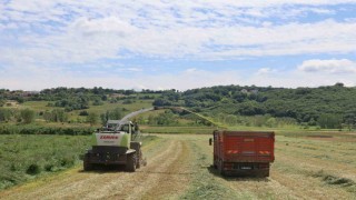 Kocaelide süt otu hasadı başladı