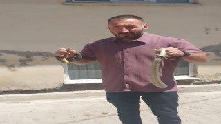 Komşusunun evine giren yılanları eliyle çıkardı, adı Yılan Avcısı oldu