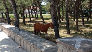 Konyada firari keçiler ekipler tarafından bulundu