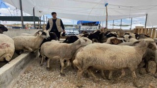 Konyada kurban satıcıları yarını bekliyor