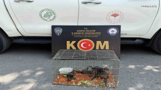 Konyada yasadışı sincap ticaretine operasyon
