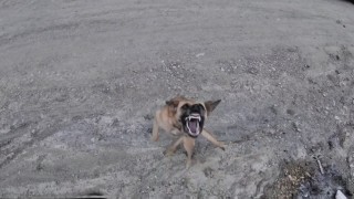 Köpeğin dronla imtihanı