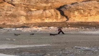 Köpeklerin saldırısına aldırış etmeden yoluna devam etti