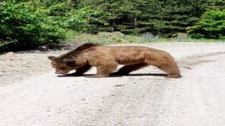Köy yoluna inen boz ayı görüntülendi