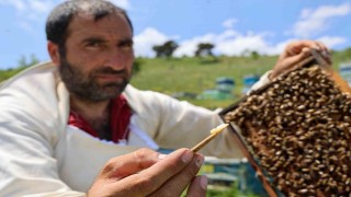 Kraliçe arının ömrünü uzatan şifa kaynağı, kilosu 45 bin liradan alıcı buluyor