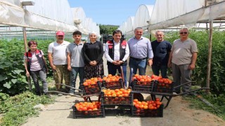 ‘Küçük Antalya Amasyada domates hasadı başladı