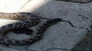 Kümesteki yumurtaları yiyen yılanı yakalayıp doğaya saldı