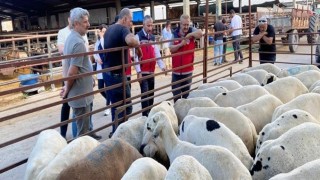 Kurbanlık hayvan satışı ve nakliyesi sıkı denetimde