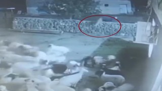 Kurt, ağıldaki sürüye böyle daldı: Kurdun kaptığı koyun ölü taklidi yaparak kurtuldu