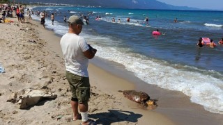 Kuşadası sahiline Caretta Caretta cinsi deniz kaplumbağası vurdu
