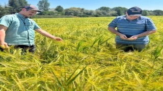 Kütahyada sertifikalı arpaların tarla kontrolleri yapıldı