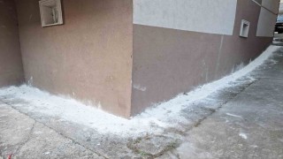Mahalleyi böcekler bastı, vatandaşlar tedirgin oldu