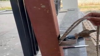 Mahsur kalan kuş demir direk kesilerek kurtarıldı